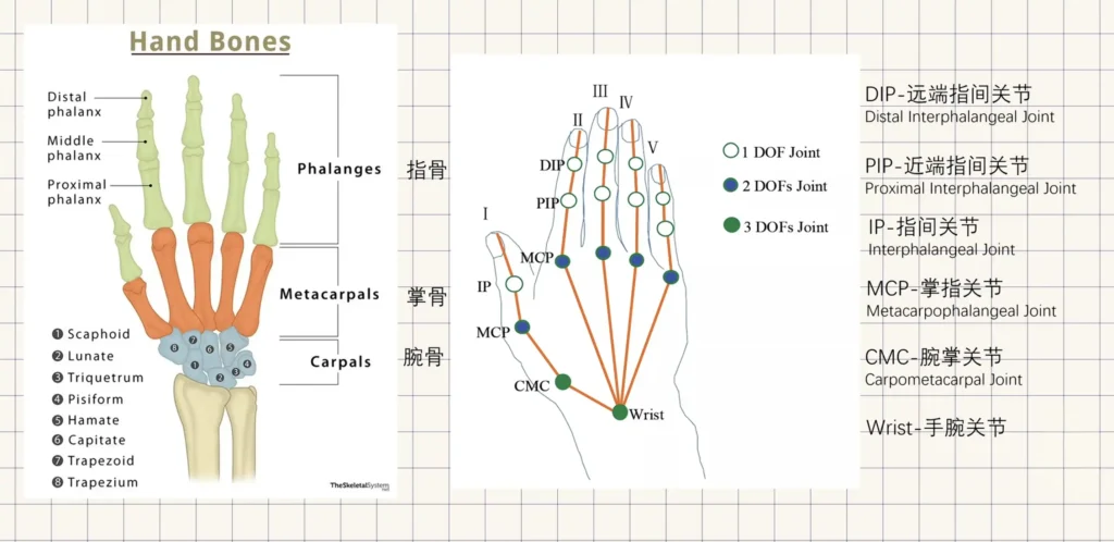 human finger joints
